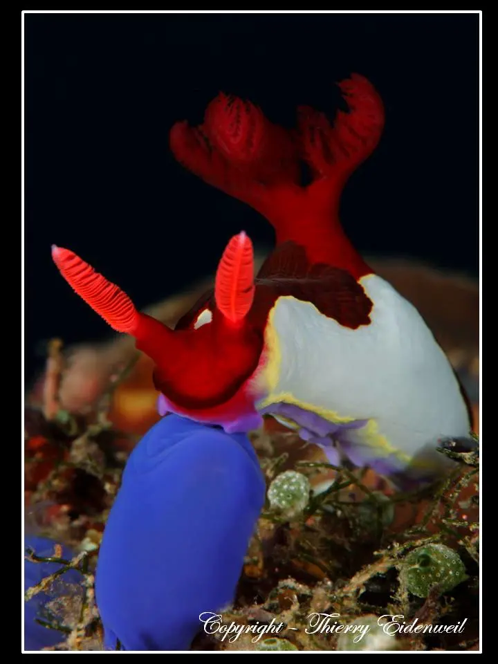Anilao Macro Dive Media Highlight